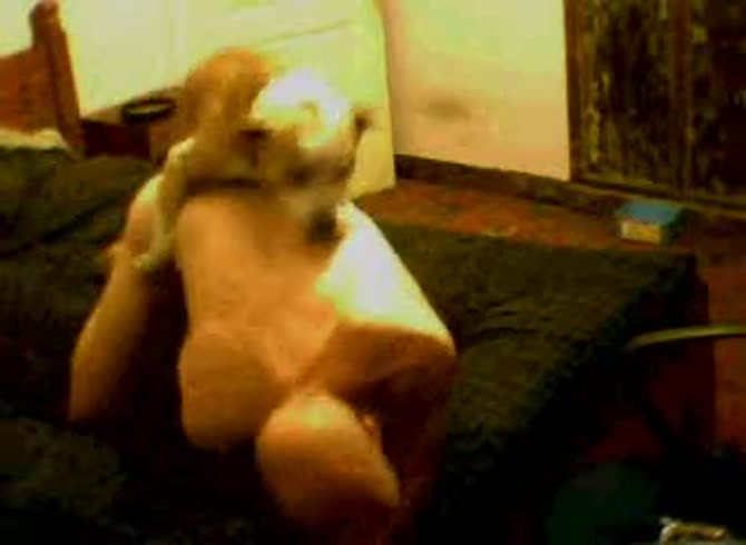 Video :Dog and gay animal sex video until dog orgasm